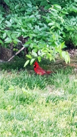 Red Northern Cardinal Bird in Spring 🌼🌿🐦 #birdwatching #wildlife
