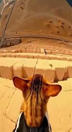 Cats jumping from the pyramids#cat