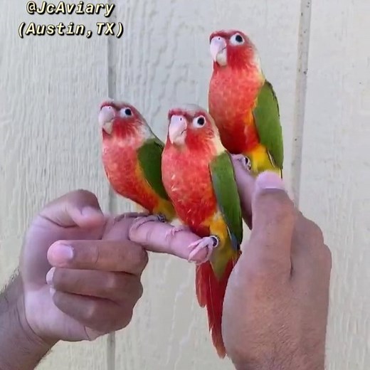 High-red pineapple green cheek conures 😊 seen anything cuter than these? Super sweet birdies and almost ready for their forever homes 💕 #pineapplegreencheekconure #conures #available | JC Aviary