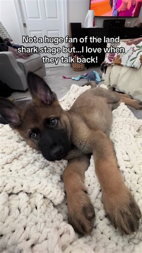 Hands down my favorite video of Boone when he was a baby. He was just 9 weeks old here. #dogsoftiktok #gsd #puppy #germanshepherd