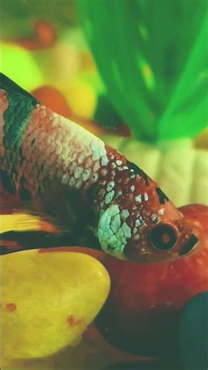 My Candy Betta fish close-up🐟🐠 | So Beautiful 😍❤️