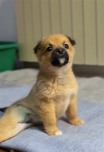 Первое что зашевелилось у Горошенки это хвост 😁 Она так радовалась всему что он не смог удержаться на месте ♥️ Радовалась людям , кошкам , игрушкам , еде - она очень любит жизнь и жизнь ответила ей взаимностью🥰 Оставила шанс на восстановление🙏🏼 Конечно прошло еще мало времени, Горошенка спотыкается , шатается , падает .. но поднимается и идет дальше🙌🏼 Мы продолжаем реабилитацию , пожелайте нам удачи 🍀🤞🏼 Этим постом мы хотели поделиться не только радостными новостями.. грустными тоже. У 