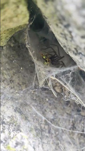 Wasp vs. spider