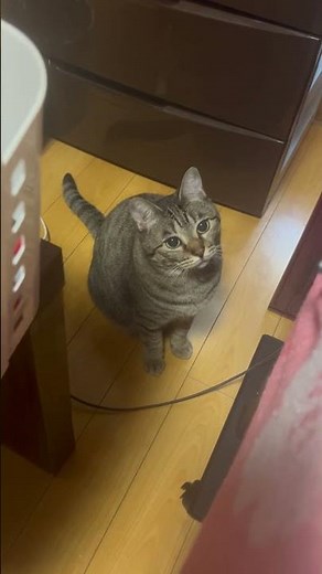 #あずきちゃん #ねこのいる暮らし #遊び