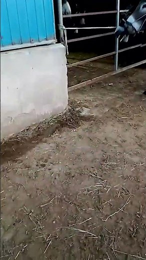 Funniest Donkey Ever Donkey Training the fun way