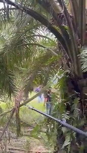 Machine de récolte de récolte pour palmier à huile disponible !!! Inbox | HDN Neem