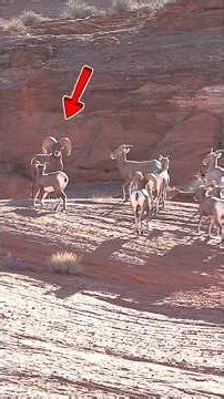 Mountain Big Bull Sheep Hunting #hunting #sheephunting