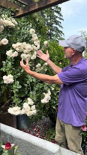 Climbing roses in container. Quick tips.