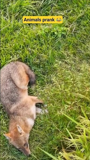 Animals prank 😂😂😂 #trending #funny #comedyfilms #comedy