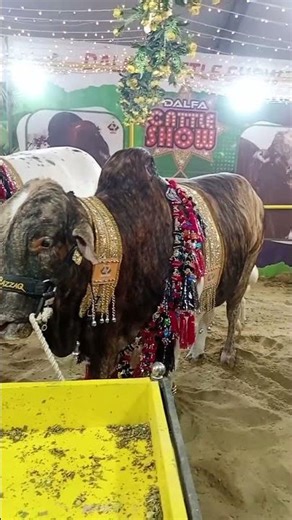 New Dalfa Cattle Show Video 2025 #2025 #cow #bull #cowmandi2025 #dalfacattleshow December 22, 2025