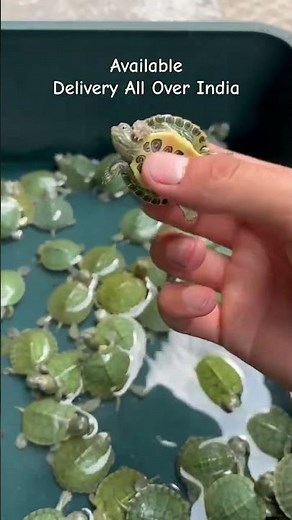 Red ear slider turtles ! Whatsapp 9906688629