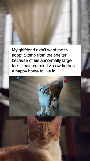 My girlfriend didn't want me to adopt Stomp from the shelter because of his abnormally large feet.