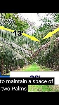 Coconut Spacing and Planting