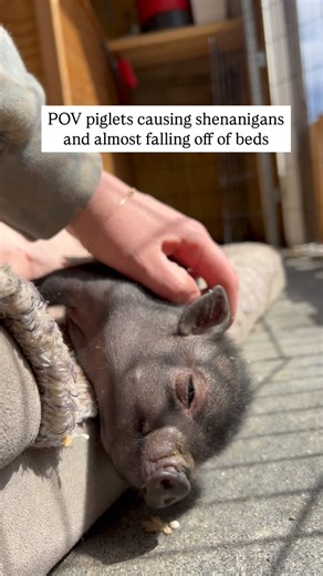 Sleepy Pig Farm on Instagram: "Omg Gertie almost falling off the bed for a belly rub, haha. Sound up for cute piggy sounds!!!! #piglets #asmr #soundup #babyanimals"