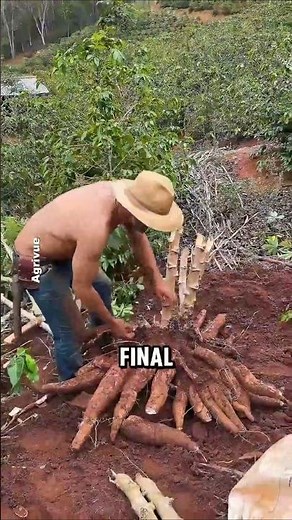 The Proper Way to Plant Cassava for a Bigger, Healthier Harvest