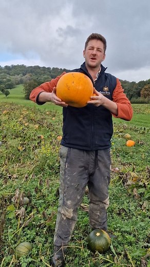 Emyr, our Farm Manager standing in the field of pumpkins across the road from our farm shop. Our first #pumpkinpicking weekend is off to a flying start, and there is still time to book your session for later today or next weekend. Please see our website for further details. #whatsonnorthwales #northwales #northeastwales #daysoutwithkids #daysoutwiththekids #pumpkins #pumpkinpickinguk #organicfarm | Rhug Estate