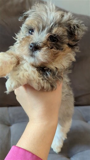 Malti Poo - Maltipoo puppy for sale