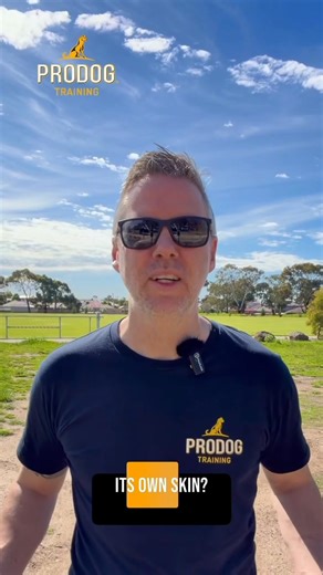 THE “ANXIOUS DOG” TREND Labelling dogs as anxious has almost become fashionable. But what happens once we apply that label? Do we stop asking deeper questions - the ones that really matter? Is this dog living in the right environment for its needs? Is it getting true fulfilment through meaningful outlets like play, work, or exploration? Has anyone looked beyond behaviour to lifestyle, genetics, and learning history? Sometimes, the label becomes the answer - when it should only be the starting po