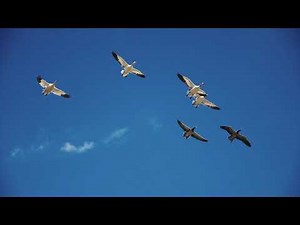 120 +/- Acre “Sambo Slough” Duck Club for sale – Carroll County - Trophy Properties and Auction