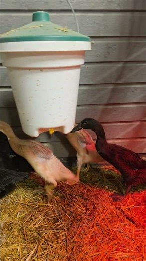 Irresistible Cuteness! Ducklings at Angel Valley Farm