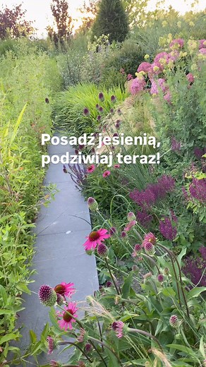 Czosnki główkowate (Allium sphaerocephalon) wnoszą niesamowity efekt lekkości na rabatę! Te wyjątkowe rośliny mają charakterystyczne, kuliste kwiatostany w kolorze głębokiej purpury, które kwitną od czerwca do sierpnia. Ich smukłe łodygi i elegancka forma idealnie komponują się z trawami, jeżówkami i szałwiami, tworząc zachwycającą kompozycję. Czosnek główkowaty sadzimy jesienią, najlepiej we wrześniu lub październiku, aby mógł dobrze się zakorzenić przed zimą i cieszyć nasze oczy w kolejnym sez