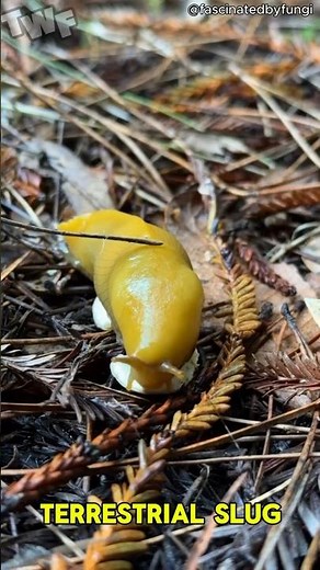 Watch This Neon Yellow Slug Transform! 🌟 The Unbelievable Banana Slug! #shorts