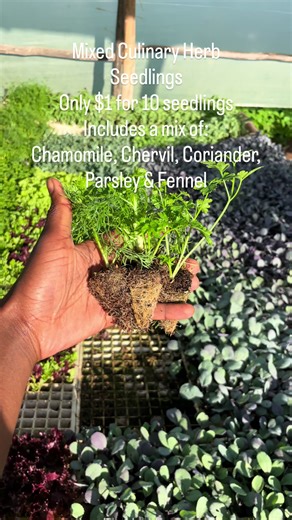 Good Evening Garden Fam 💚 We’re taking orders for tomorrow’s (Friday )deliveries 📍 Pick-up Point & Time: • Town Corner (3rd & Speke) – 13:30 🚛Free deliveries only in town .Home deliveries / out of Harare available for a fee ⸻ 🌱 Vegetable Seedlings • Cabbage Kilimo – $1 for 40 • ⁠Cabbage *3311 - $1 for 40 • Carrots – $1 per packet • Chinese Cabbage – $1 for 40 • ⁠Cucumber Ashley- $1 for 20 (limited) • Black Kale – $1 for 12 ( a few left) • ⁠Brocolli- $1 for 20 (limited ) • ⁠Cauliflower- $1 fo