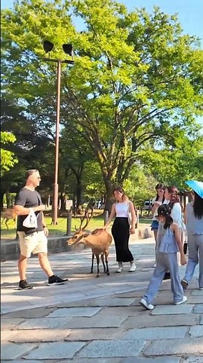外国人観光客も奈良を満喫 鹿と触れ合い #奈良公園