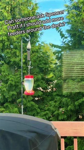 Expert Tips for Hummingbird Feeding and Care