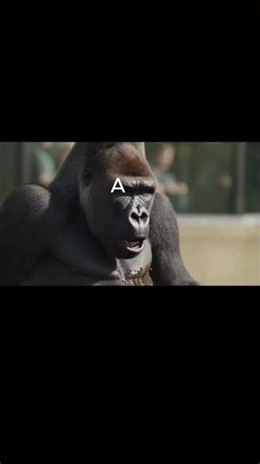 Papa Gorilla Walked Into The Trap… And Instantly Regretted It 😭🦍 #zoomoments #babygorilla #funny