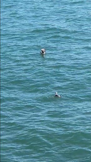 🌊🦅Sounds of Seagulls bathing in the open sea. #seagull #sea #seagullsounds