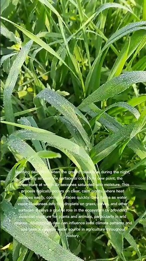 HOW DEW IS FORMED?