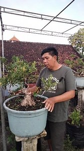 😁🔥Investasi berupa bonsai💯 #fyp #bonsai #kimeng #prokar | Ketut Gunastra