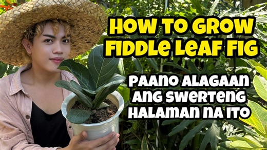 18K views · 107 reactions | HOW TO GROW FIDDLE LEAF FIG. | FICUS LYRATA #PlantCareTips #Figtree #PlantCareTips #markofthejungleplants #indoorplant #Plantito #propagations #plantita #Ficuslyrata #foryou | Mark of the Jungle Plants | Facebook