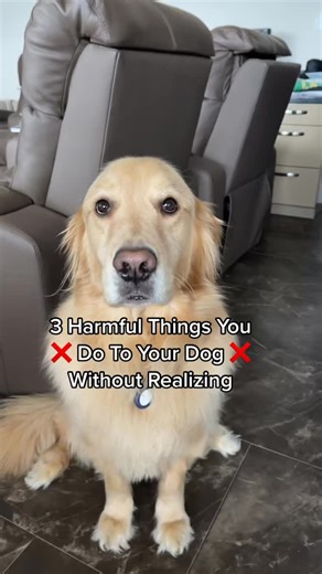 Golden Child: Care on Instagram: "Drive with youe dog in the car? Watch until the end! #dogsoftiktok #dogtips #dogtraining (via agoldenandfam)"
