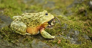 Eye-Powered Eating: Why Frogs Use Their Sight to Swallow