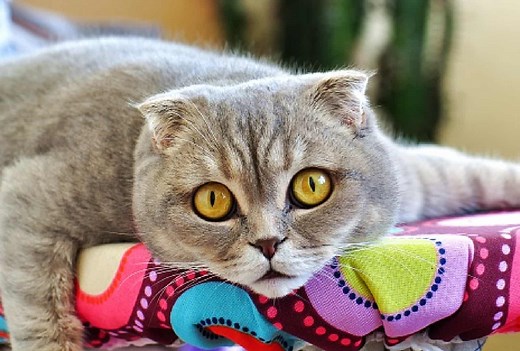 Unhealthiest Cat Breeds: 10 Felines With the Most Health Problems