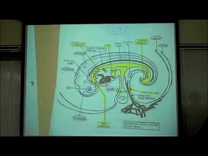 Copy of INTRO TO HUMAN EMBRYOLOGY; PART 2 by Professor Fink
