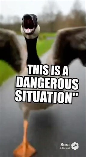 How to Prevent a Goose Attack