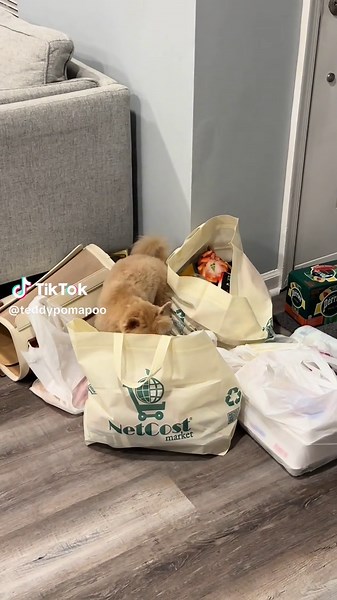 Teddybear_pomapoo on TikTok