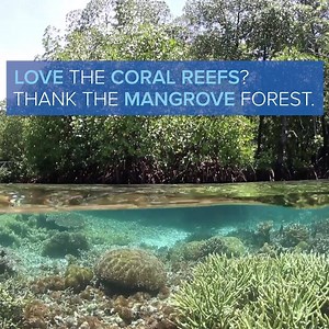 Discover 5 other facts you need to know about mangroves (but never thought to ask) >> http://ci-intl.org/2a5FVUe #MangroveDay | Conservation International