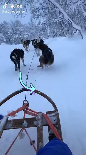 SIBERIAN HUSKY SNOW DOG POOPS WHILE SLEDDING