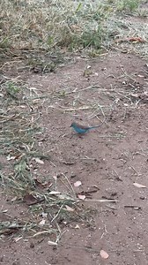 Blue Waxbill | The Buffalo Overlander