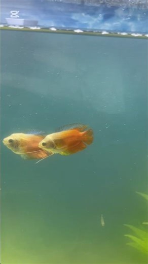 Are my gouramis breeding?