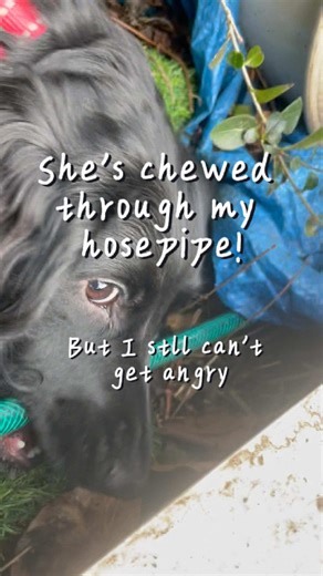 Cocker Spaniel Mischief in the Garden