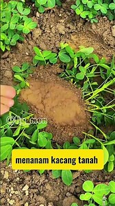 A farmer's smart idea in planting peanuts #shorts