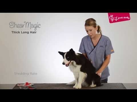 Yours Droolly - Grooming a thick and long hair dog with Shear Magic grooming tools