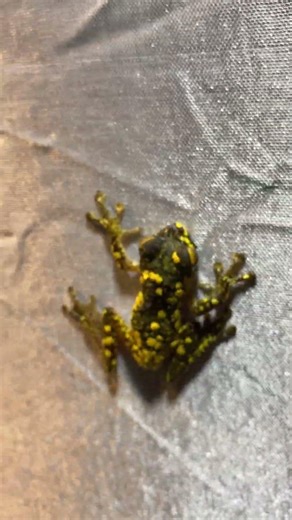 Nocturnal insect collection using light traps in Java, Indonesia