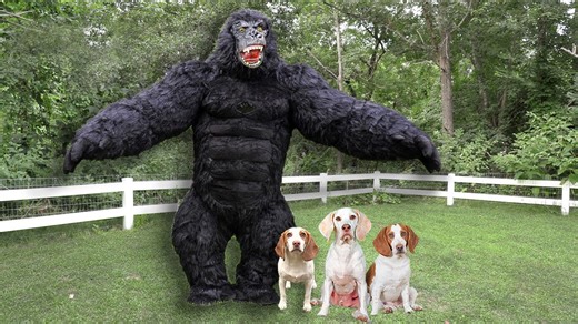 Dogs battle giant gorilla in funny backyard showdown