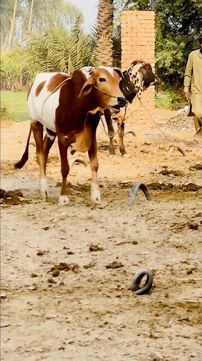 Bull Running Freely | Nature Life #shorts